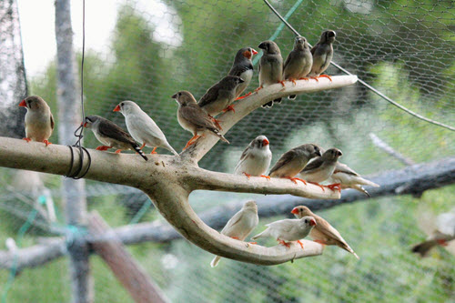 Bird & Aviary Netting